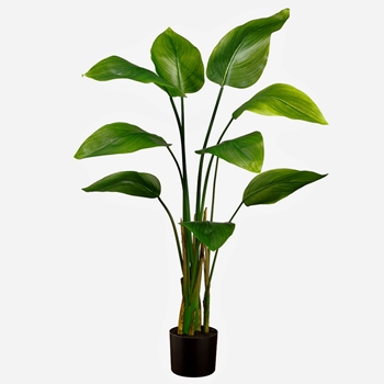 Palm - Banana Tree Beauty  4FT in Black Pot - LTB214-GR