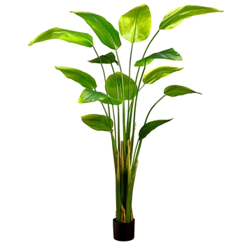 Palm - Banana Tree Beauty  6FT in Black Pot - LTB216-GR