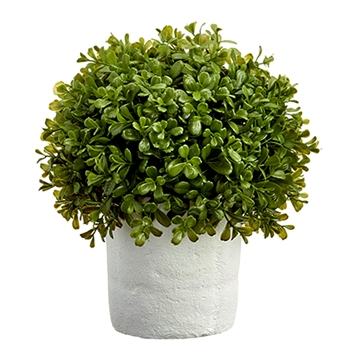 Boxwood - Topiary Globe 12in White Clay Pot - LPB016-GR