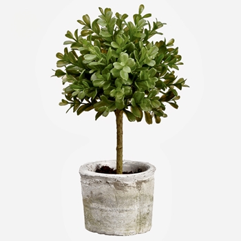 Boxwood - Topiary Ball 12in White Clay Pot - LPB008-GR