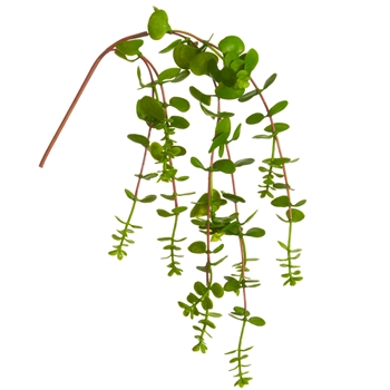 Succulent - Dischidia  Cascade Green 20IN - CD4020-GR  - Real Touch