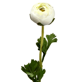 Ranunculus - Bud Cream/Green 20in - FSR901-CR/GR