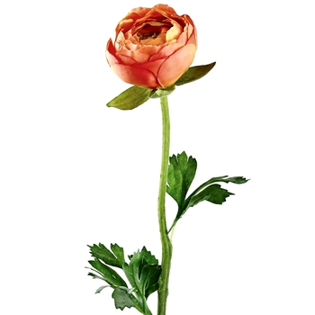 Ranunculus - Bud Orange 20in - FSR901-OR