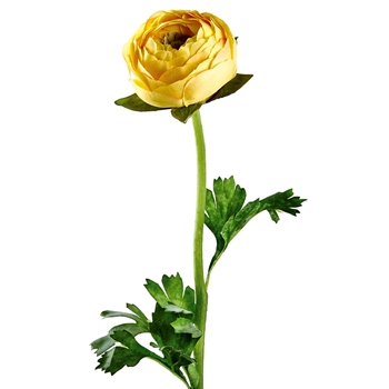 Ranunculus - Bud Yellow 20in - FSR901-YE