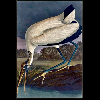 42W/62H Framed Giclee - Audubon - Wood Ibis II - Gold Gallery Float - Alex Zane