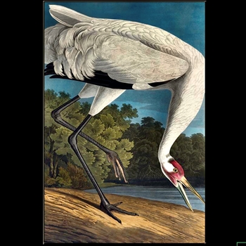 42W/62H Framed Giclee - Audubon - Crane Dance  II - Gold Gallery Float - Alex Zane