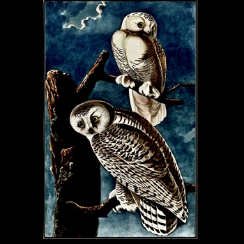 40W/63H Giclee - Audubon - Snowy Owls - Alex Zane