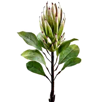 Protea - Green 29in - FSP436-CR/GR