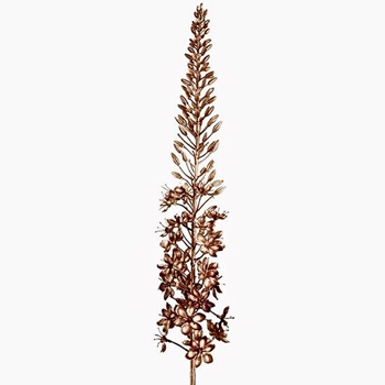 Foxtail - Metalic Copper 42in - XAQ633-CP