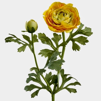 Ranunculus - Leafy Yellow - FSR724-YE
