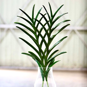 Orchid Leaf Vanda 33in Green ZGB991-GR