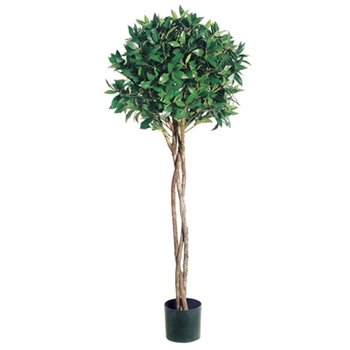 Bay Topiary Green Tree 4ft