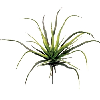 Tillandsia Natural Succulent