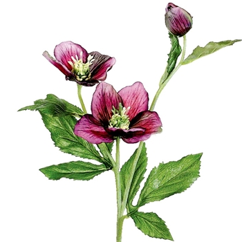 Helleborus - Violet Plum 22in - FSH321-VI