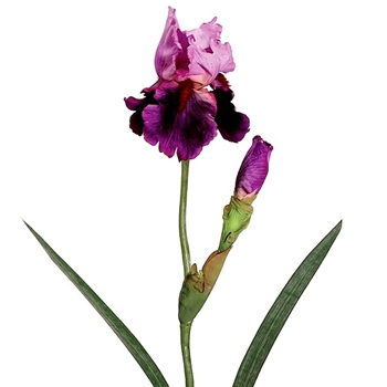 Iris - Bearded With Bud 28in Purple - FSI320-VI/LL