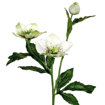 Helleborus - White 22in - FSH321-CR/GR