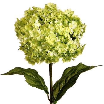 Hydrangea - Kiwi Annabelle 25in - FSH199-GR/TT