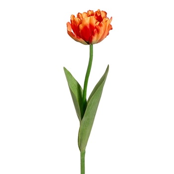 Tulip 24in