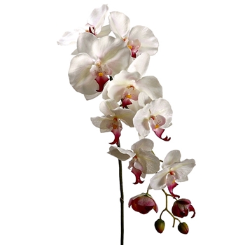 Phalaenopsis Orchid 44in