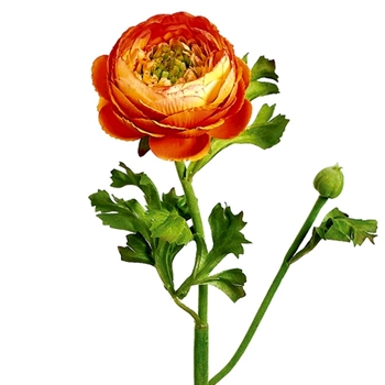 Ranunculus - Tangerine 13in - HSR600-OR 