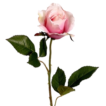 Rose - Cutting Tea Garden Pink 22in - FSR075-PK