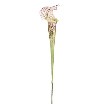 Pitcher Plant - Blush Multi 28in - HSP143-CR/BU