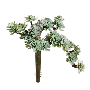 Sedum Frost 5in