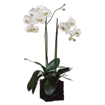 Orchid - Phalaenopsis Square Lace Pot 31in - LHO281-WH/GR