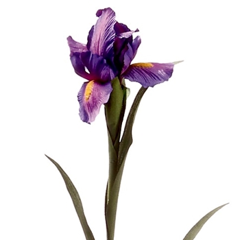 Iris - Brussels Purple Violet 28in - GTI901-PU