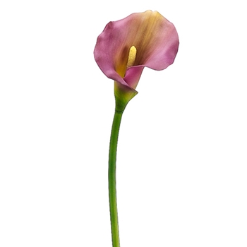 Calla Lily 21in