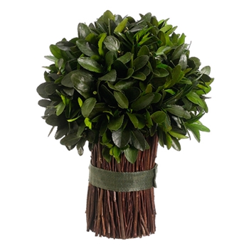 Tea Leaf Topiary (Preservered) 13in