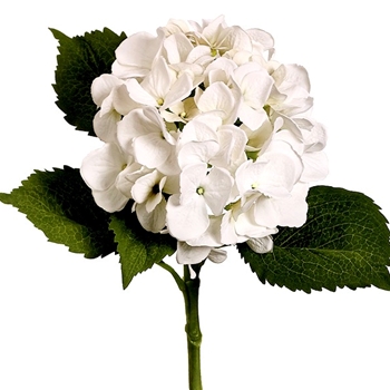 Hydrangea - White 19in Waterproof Stem- FSH363-WH