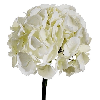 Hydrangea - French Ivory 25in - FSH006-IV