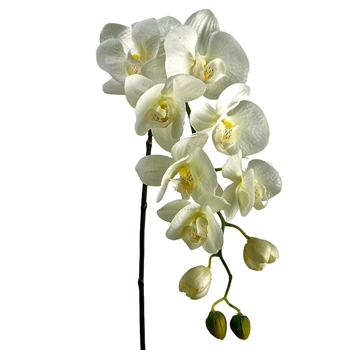 Orchid - Phalaenopsis Cascade Cream 31in - HSO471-CR/GR