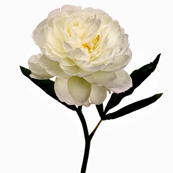 Peony - Bloom Ivory 13in - FSP688-IV