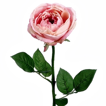 Rose - Bloom Cabbage Pink Cream 23in - FSR564-PE/CR