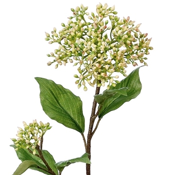 Hydrangea - Seed Kiwi Green Spray 20in - FSD708-GR/CR