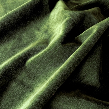 51. Emerald Velvet Milan Cypress