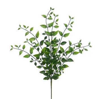 Nandina 21in