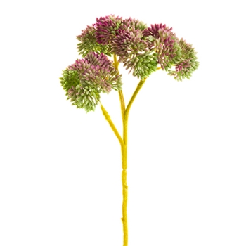 Sedum 8in