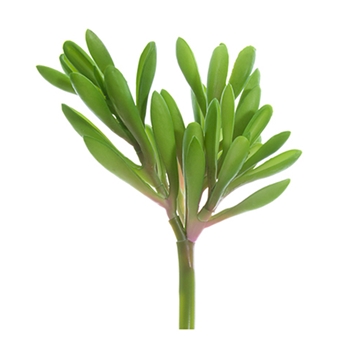 Aeonium Soft 6in