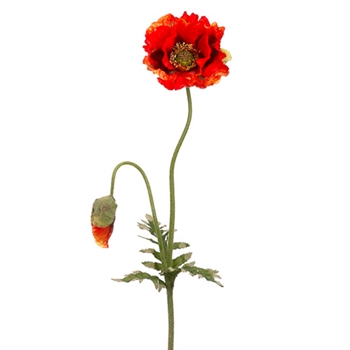 Poppy w/ Bud 35in