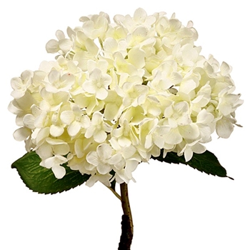 Hydrangea - Cream 26in - FSH326-WH