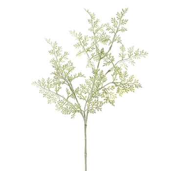 Dusty Miller - Frond Mini Celadon 18in - PSD342-GR/GY