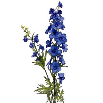 Delphinium 39in