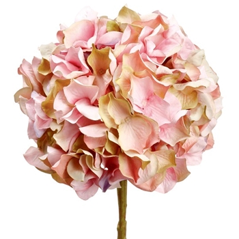 Hydrangea - Petal Cream 21in -  - FSH394-MV/GR