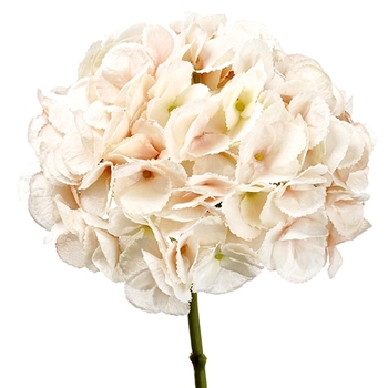 Hydrangea - Cream/Petal 19in - FSH233-PK/SO