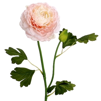 Ranunculus 19in