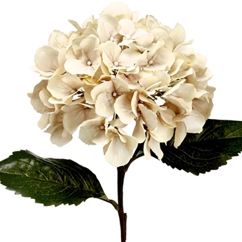 Hydrangea - Oyster 26in - FSH701-ES