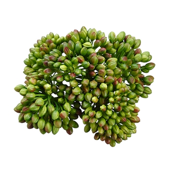 Seed Head 5in